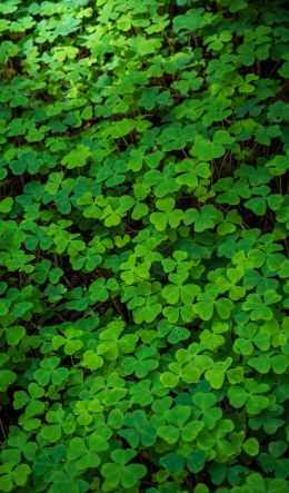 clover, green wallpaper, plant Wallpaper 600x1024