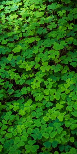 clover, green wallpaper, plant Wallpaper 720x1440