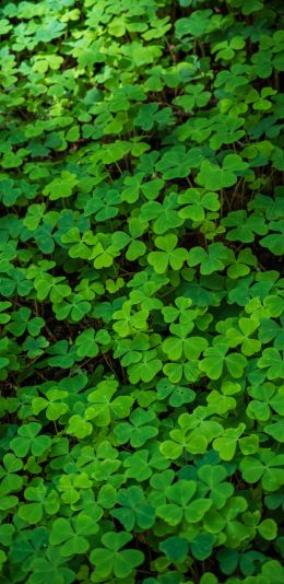 clover, green wallpaper, plant Wallpaper 1440x2960