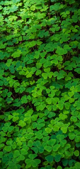 clover, green wallpaper, plant Wallpaper 720x1520