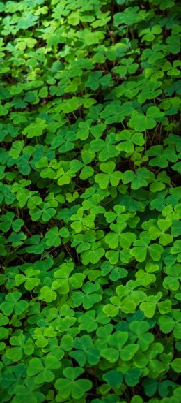 clover, green wallpaper, plant Wallpaper 1440x3200