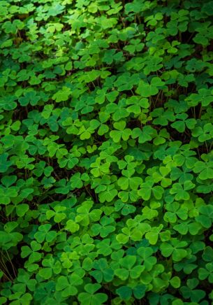 clover, green wallpaper, plant Wallpaper 1668x2388