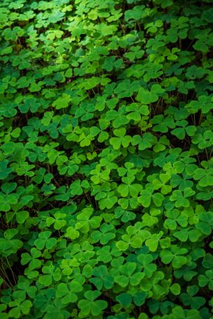 clover, green wallpaper, plant Wallpaper 640x960