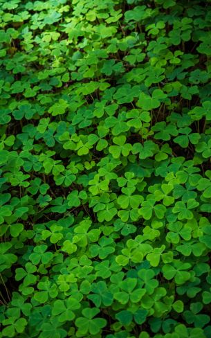 clover, green wallpaper, plant Wallpaper 800x1280