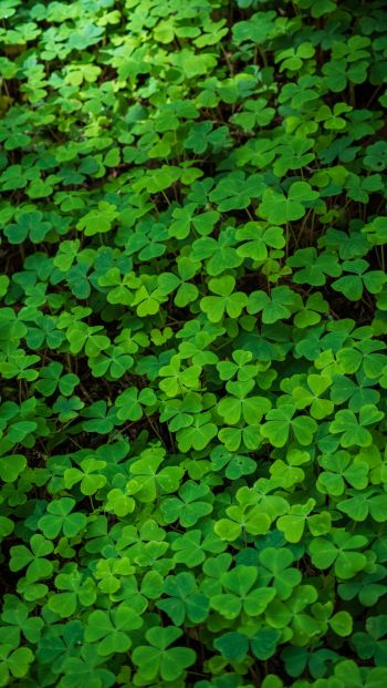 clover, green wallpaper, plant Wallpaper 640x1136