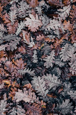 leaves, dry leaves, autumn Wallpaper 4000x6010
