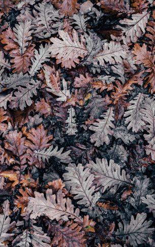 leaves, dry leaves, autumn Wallpaper 1752x2800