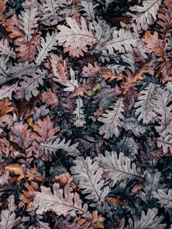 leaves, dry leaves, autumn Wallpaper 1536x2048