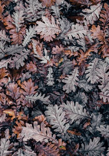 leaves, dry leaves, autumn Wallpaper 1668x2388
