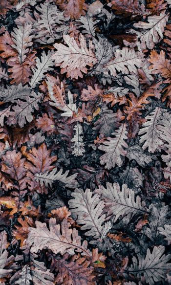 leaves, dry leaves, autumn Wallpaper 1200x2000