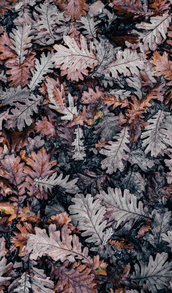 leaves, dry leaves, autumn Wallpaper 600x1024