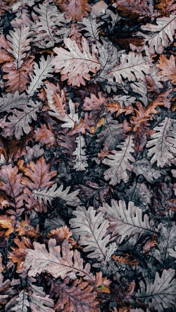 leaves, dry leaves, autumn Wallpaper 640x1136