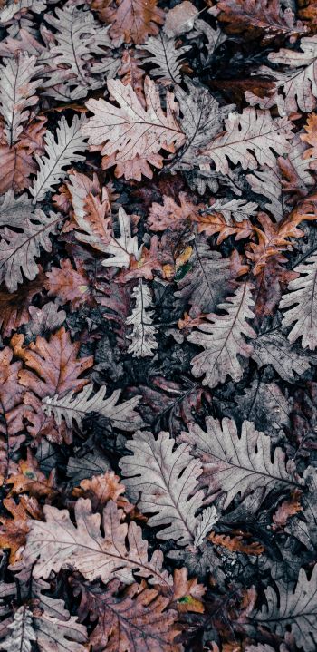 leaves, dry leaves, autumn Wallpaper 1080x2220