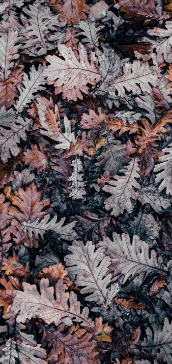leaves, dry leaves, autumn Wallpaper 720x1520
