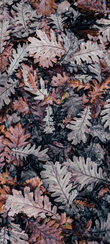 leaves, dry leaves, autumn Wallpaper 1080x2400