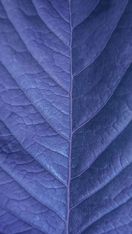 Обои 640x1136 лист, фиолетовый, природа