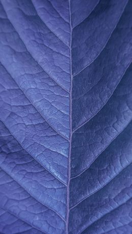 Обои 750x1334 лист, фиолетовый, природа