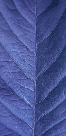 Обои 1440x2960 лист, фиолетовый, природа