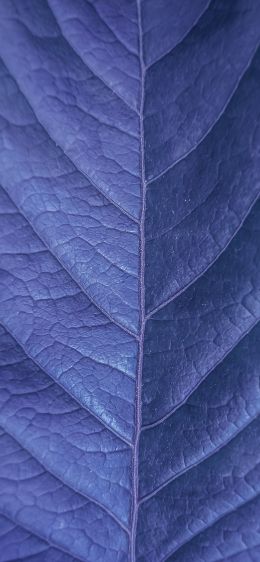 Обои 1125x2436 лист, фиолетовый, природа