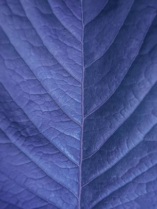 Обои 2304x3072 лист, фиолетовый, природа