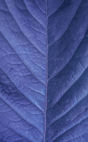 sheet, purple, nature Wallpaper 1752x2800
