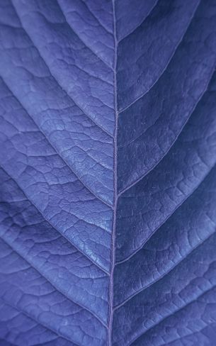 Обои 1200x1920 лист, фиолетовый, природа
