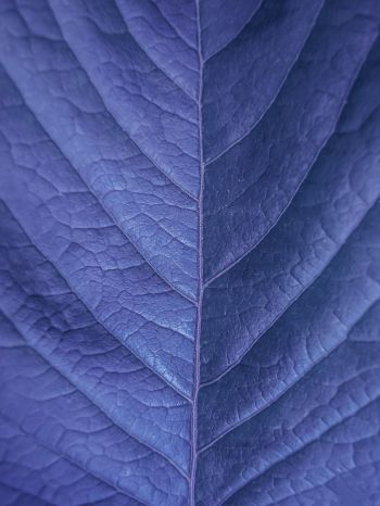 Обои 1668x2224 лист, фиолетовый, природа