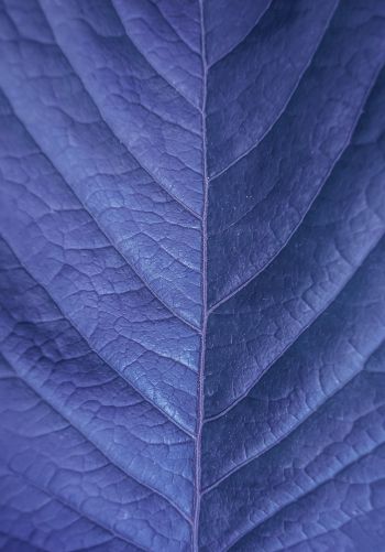 Обои 1668x2388 лист, фиолетовый, природа