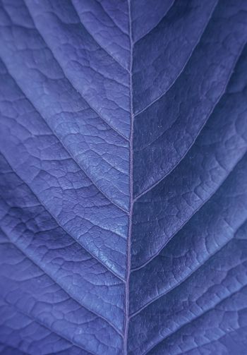 Обои 1640x2360 лист, фиолетовый, природа