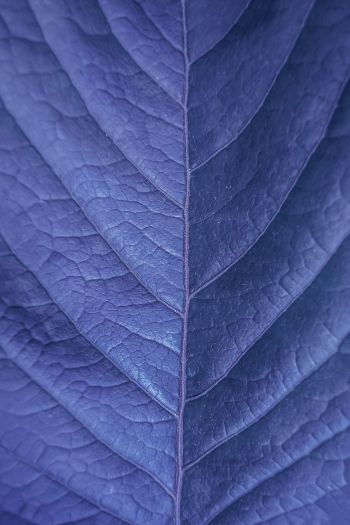Обои 640x960 лист, фиолетовый, природа