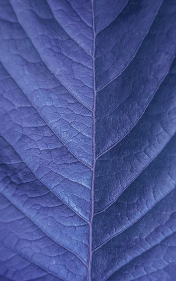 sheet, purple, nature Wallpaper 1752x2800