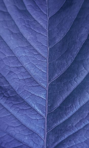 Обои 1200x2000 лист, фиолетовый, природа