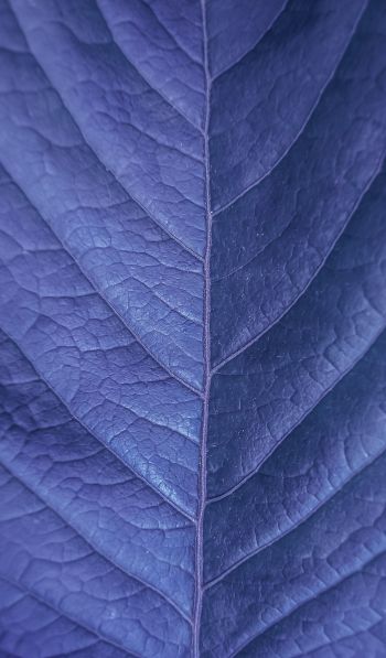 Обои 600x1024 лист, фиолетовый, природа