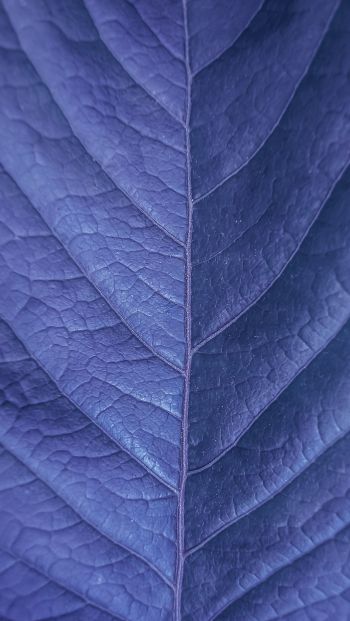 Обои 640x1136 лист, фиолетовый, природа