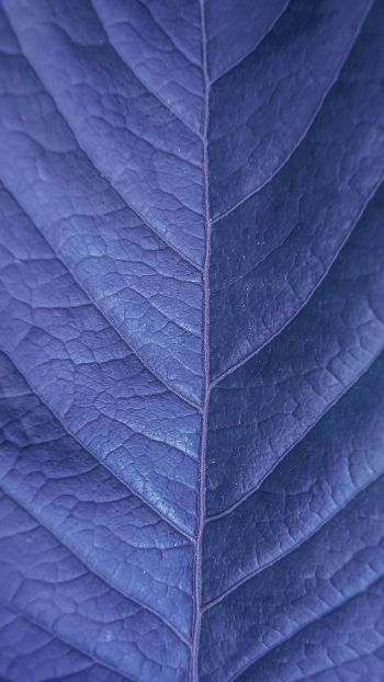 Обои 1080x1920 лист, фиолетовый, природа