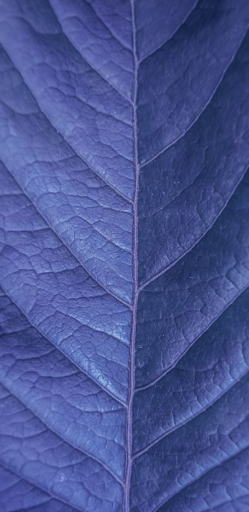 Обои 1440x2960 лист, фиолетовый, природа