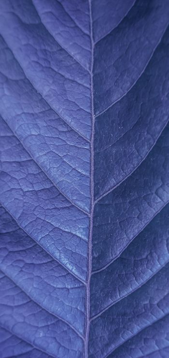 Обои 720x1520 лист, фиолетовый, природа