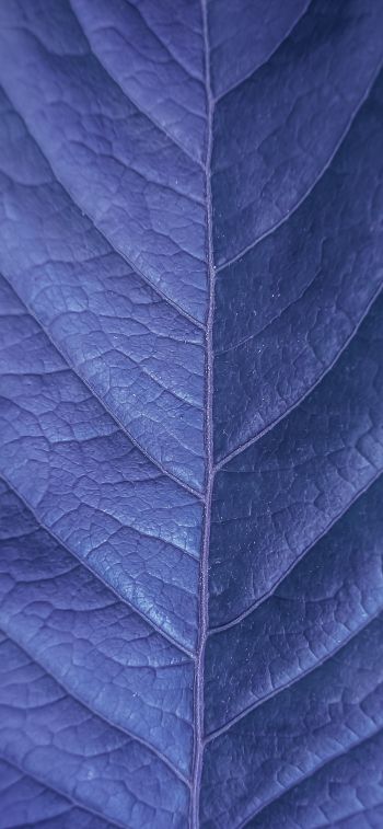 Обои 1284x2778 лист, фиолетовый, природа