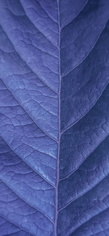 Обои 1080x2340 лист, фиолетовый, природа