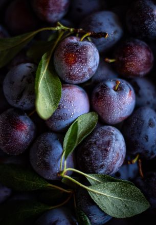 plum, food, aesthetics Wallpaper 1640x2360