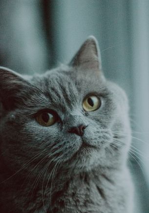 Обои 1668x2388 серый кот, британская кошка, домашнее животное