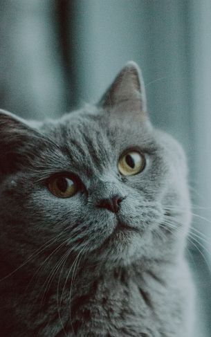 Обои 1752x2800 серый кот, британская кошка, домашнее животное