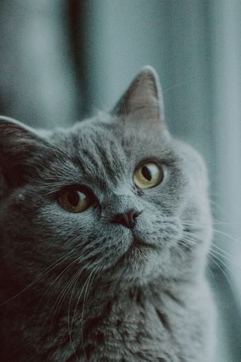 Обои 640x960 серый кот, британская кошка, домашнее животное
