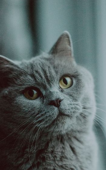 Обои 1752x2800 серый кот, британская кошка, домашнее животное