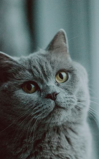 gray cat, british cat, pet Wallpaper 800x1280
