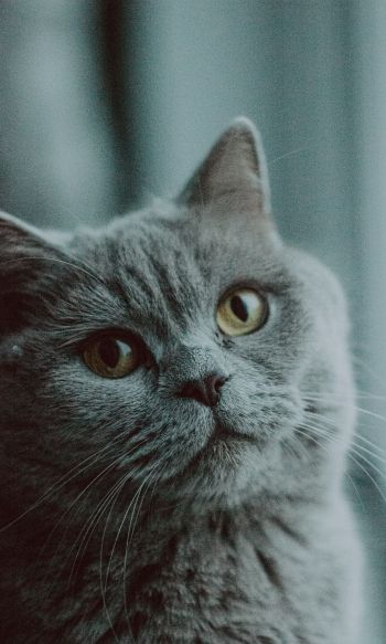 gray cat, british cat, pet Wallpaper 1200x2000