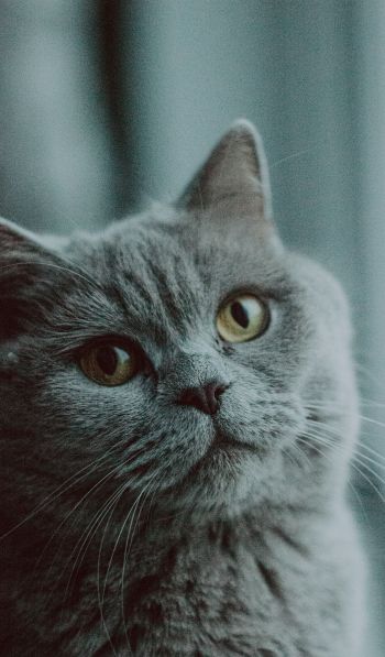 Обои 600x1024 серый кот, британская кошка, домашнее животное
