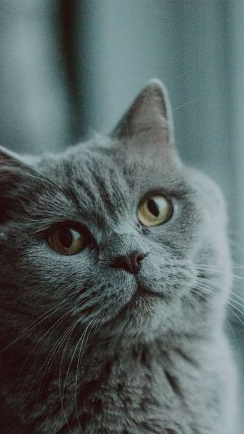 Обои 1440x2560 серый кот, британская кошка, домашнее животное