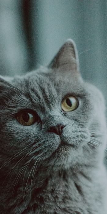 Обои 720x1440 серый кот, британская кошка, домашнее животное