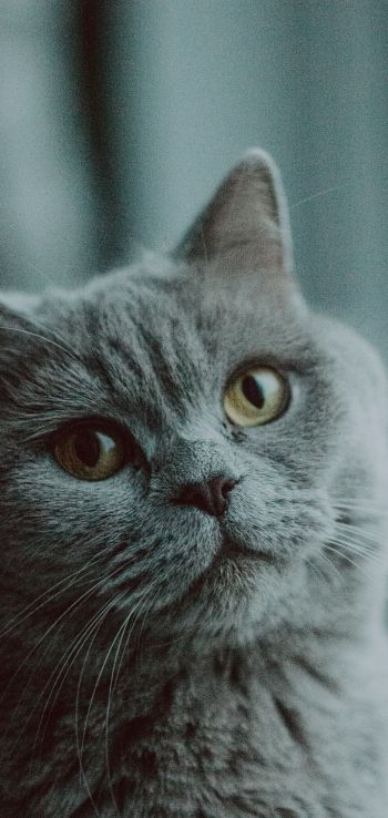 Обои 1440x3040 серый кот, британская кошка, домашнее животное